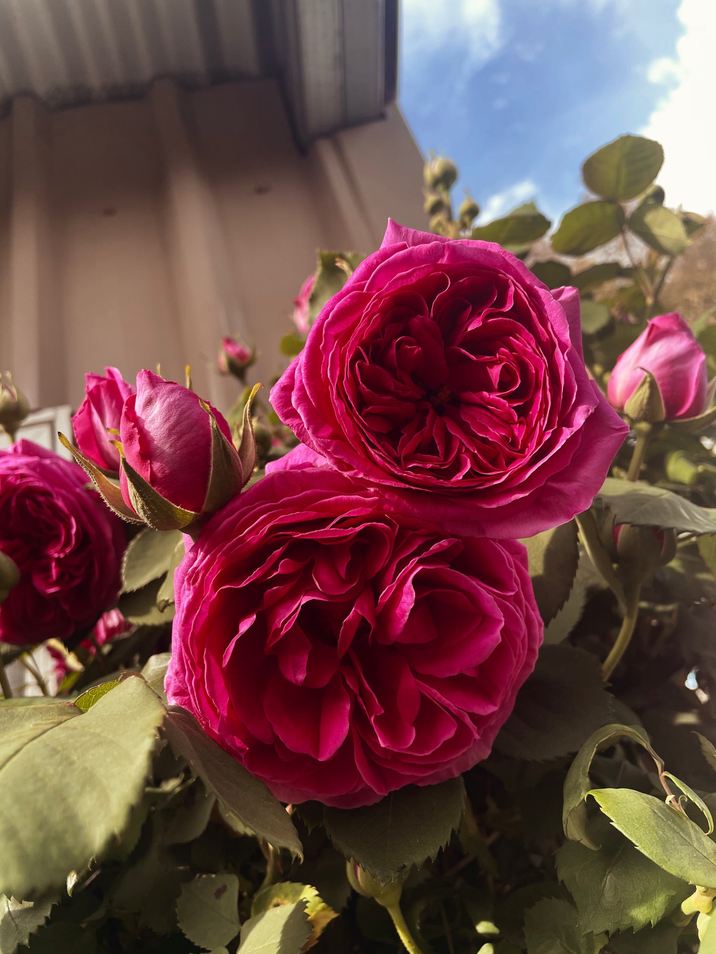 Madame Issac Pereire hydrosol