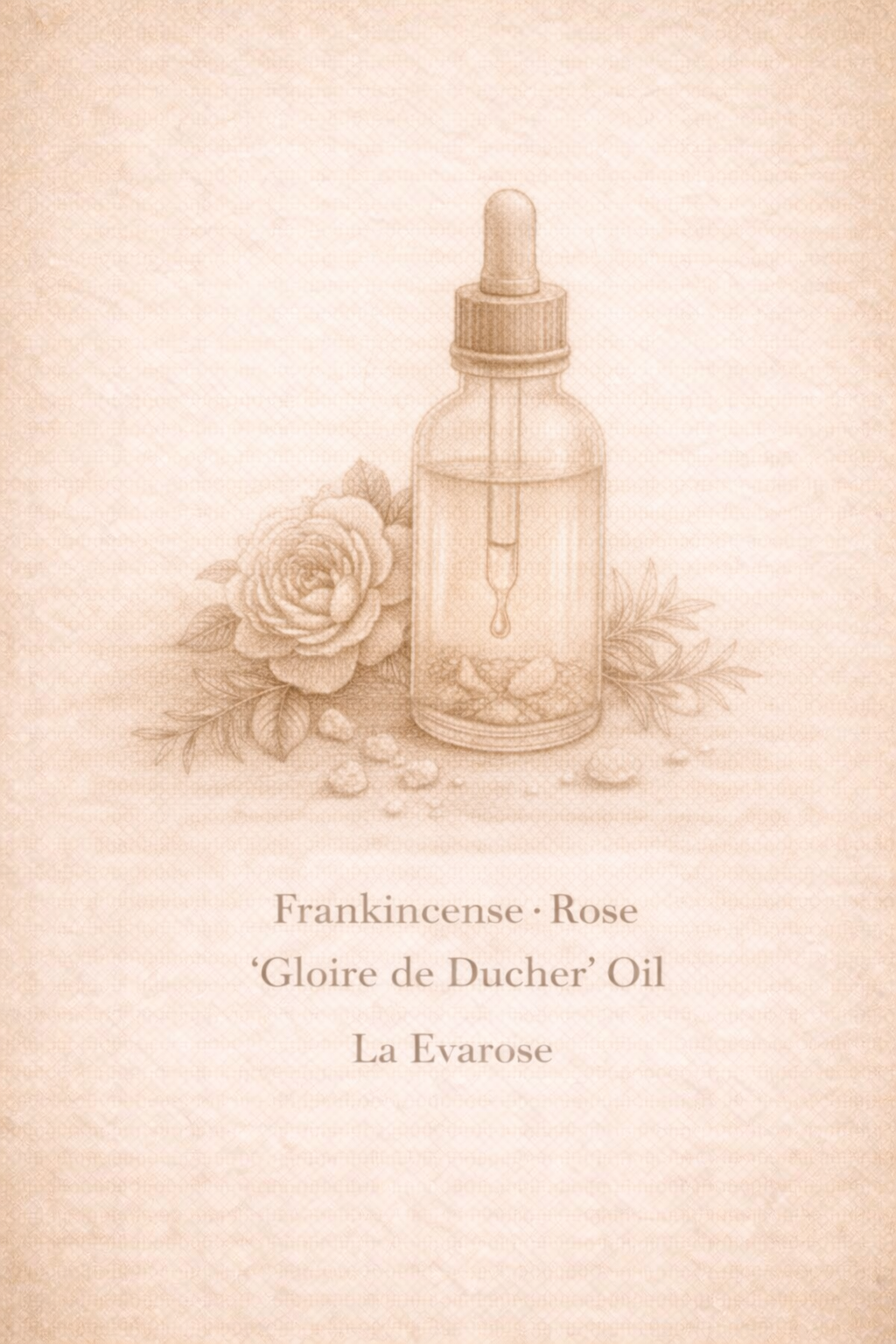 Frankincense · Rose ‘Gloire de Ducher’