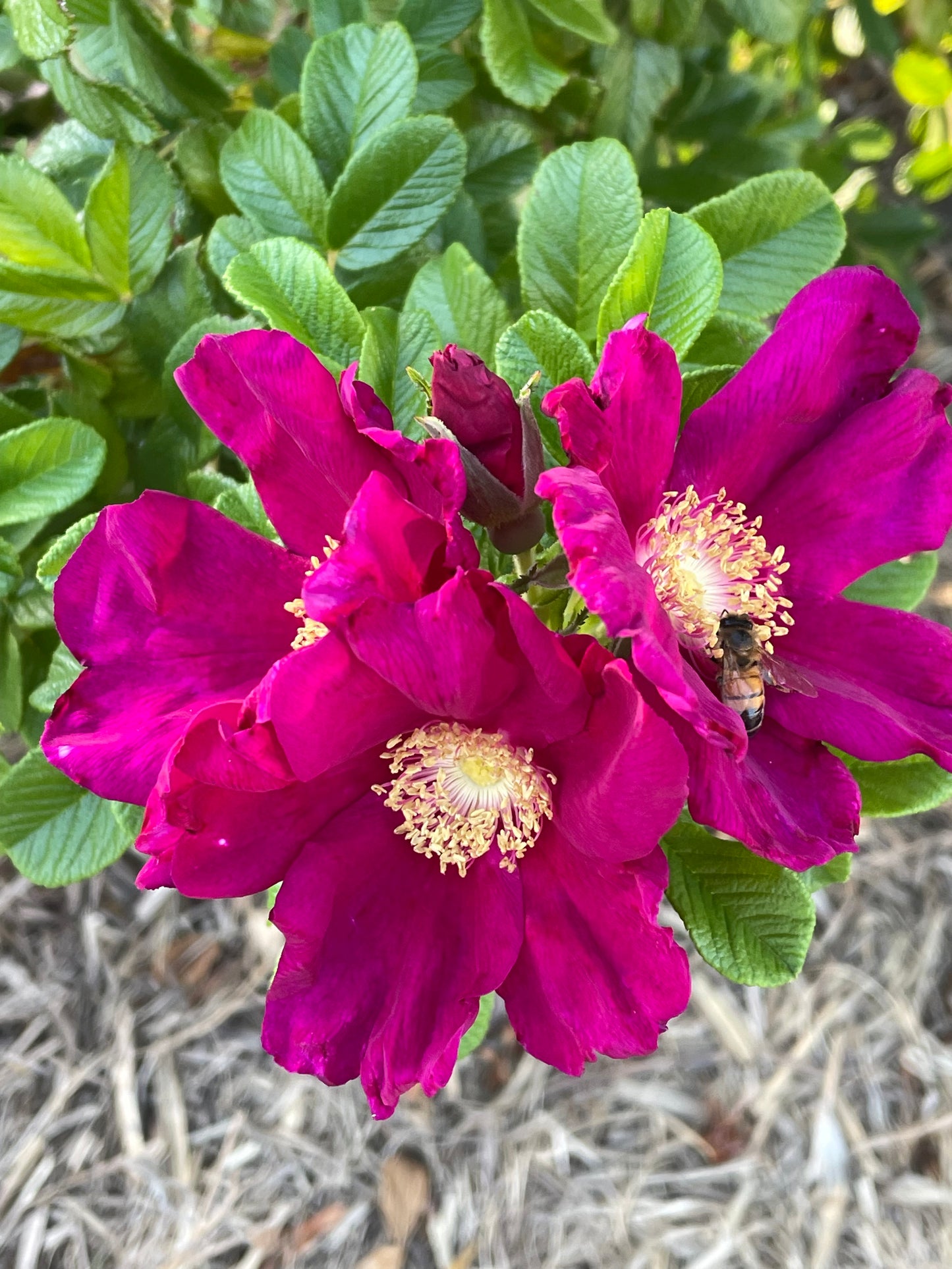 La Evarose Rugosa Clay Mask