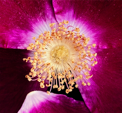 La Evarose Rugosa Clay Mask