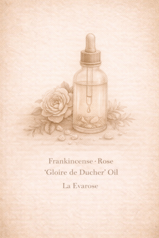 Frankincense · Rose ‘Gloire de Ducher’