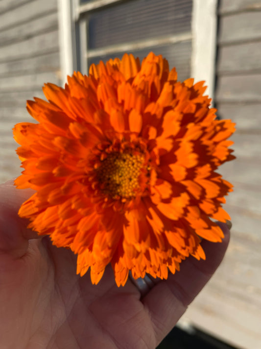 Calendula infused in Jojoba oil (Available 23 October)